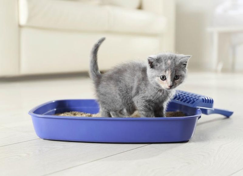 Kittens Can't Use Adult Litter Boxes