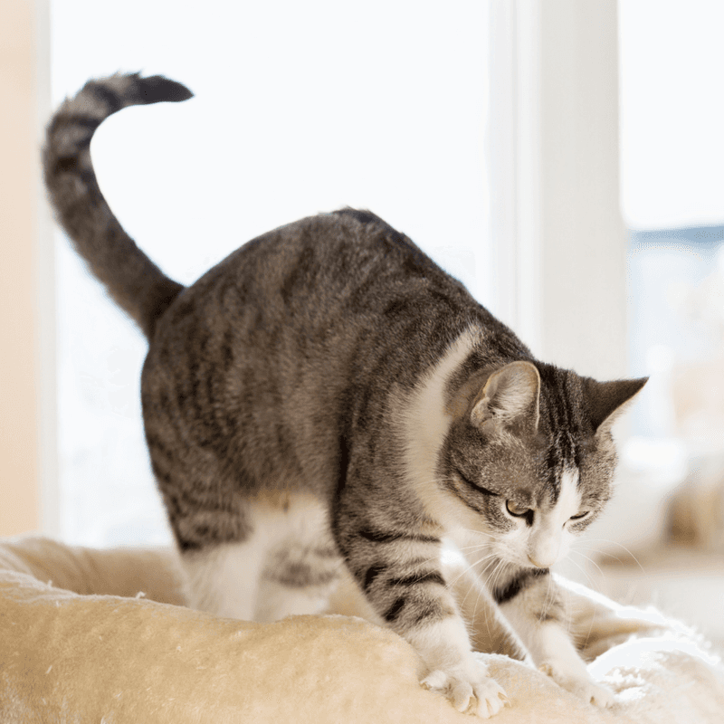 Kneading (Making Biscuits)