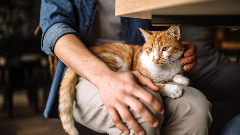Kneading Your Lap More Intensely