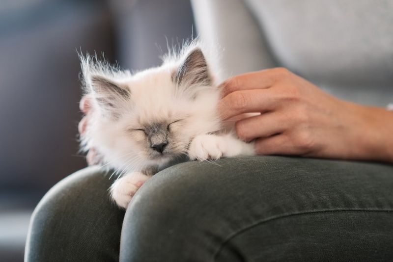 Kneading Your Lap Shows Childhood Comfort