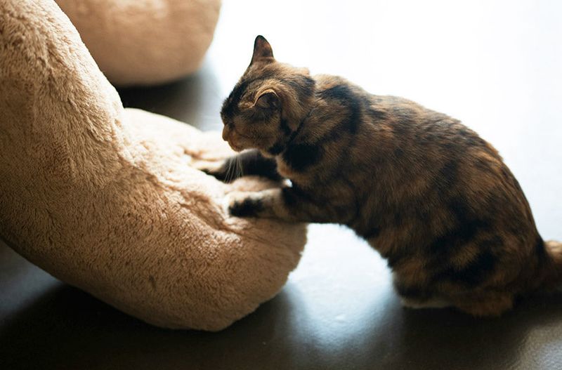 Kneading with Paws