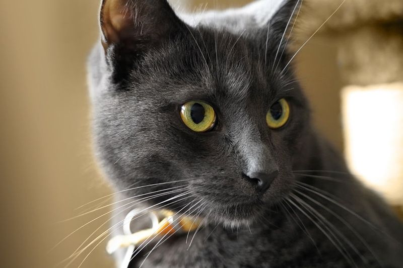 Korat
