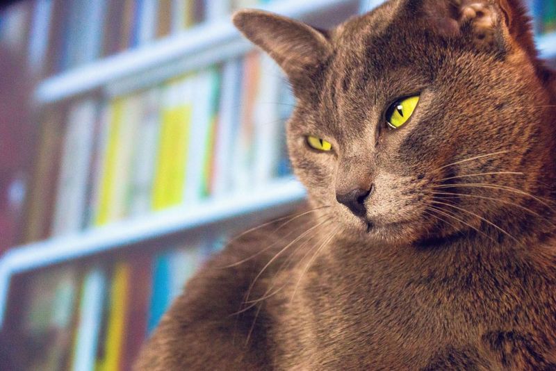 Korat