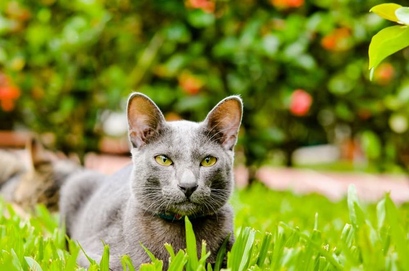 Korat