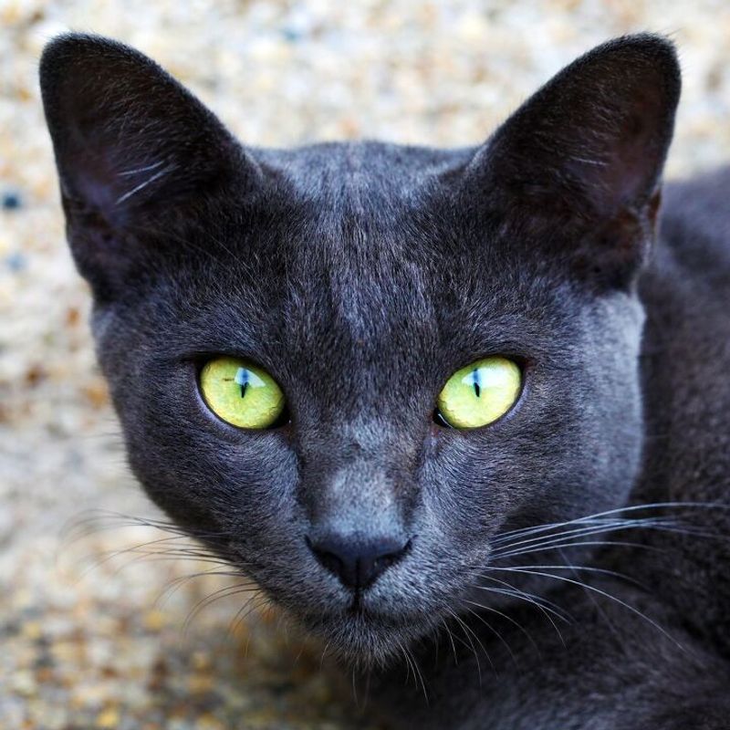 Korat