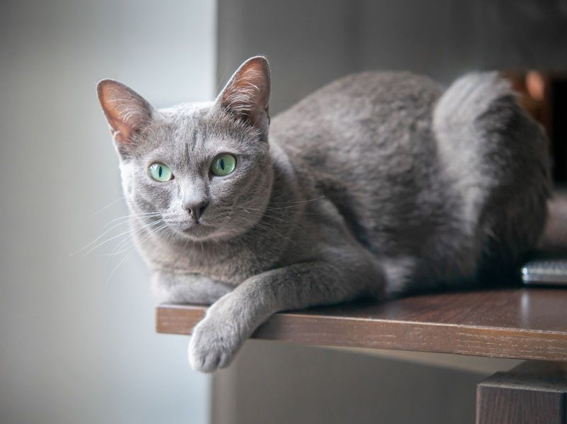 Korat
