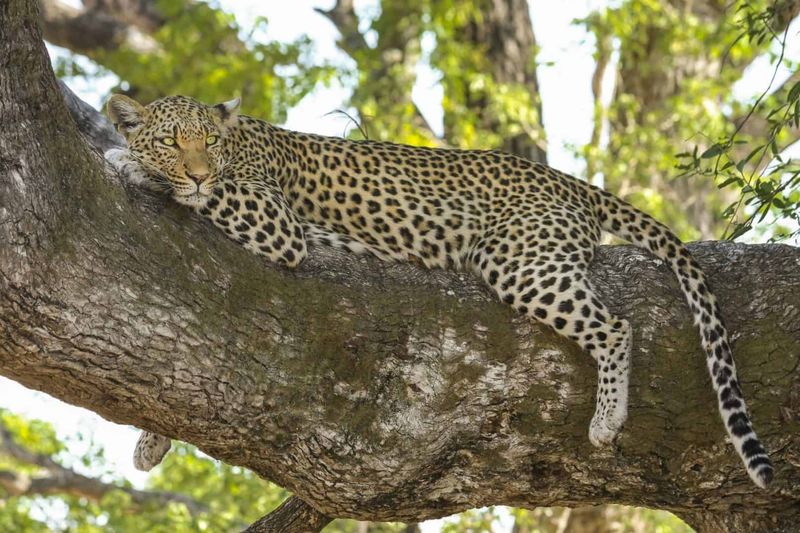 Kruger National Park, South Africa