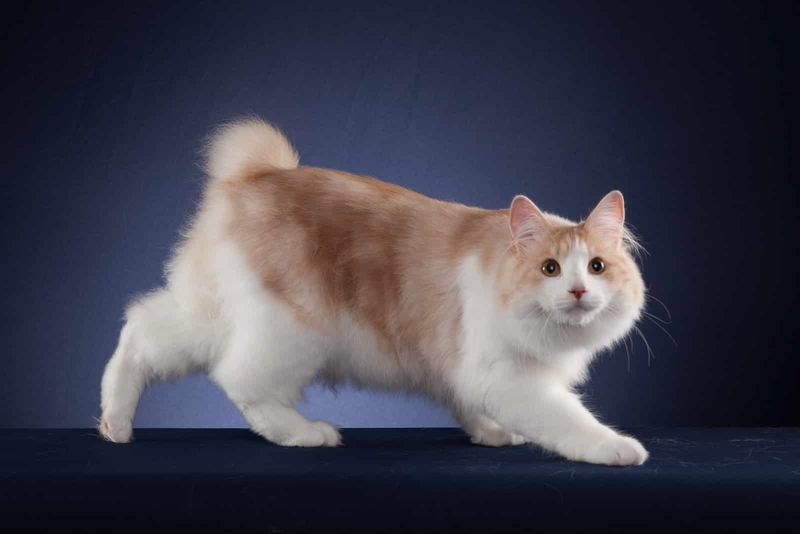Kurilian Bobtail