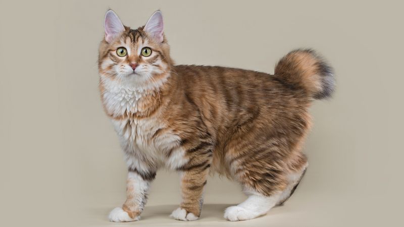 Kurilian Bobtail