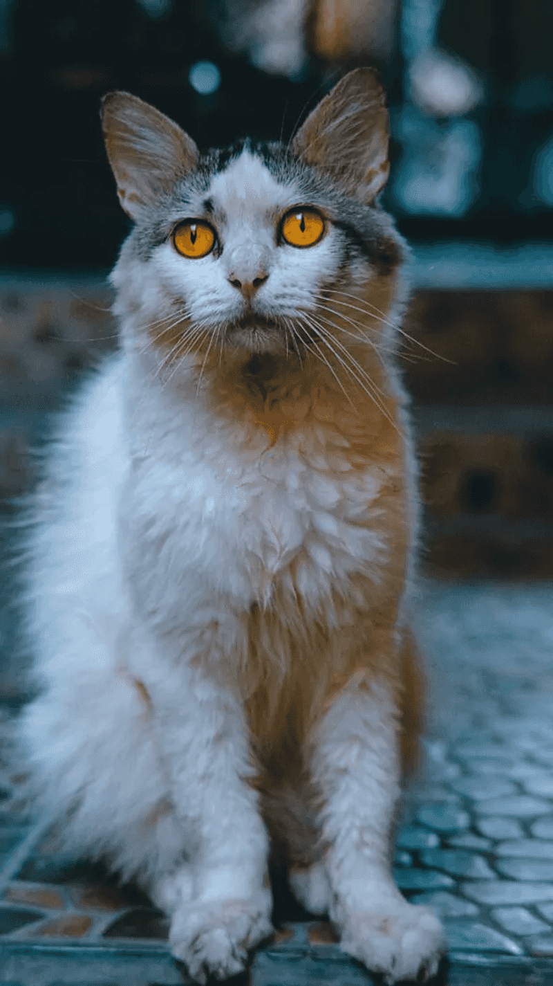LaPerm