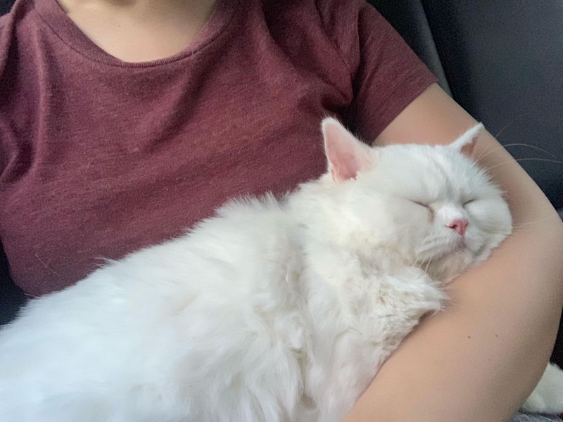 Lap Lounging