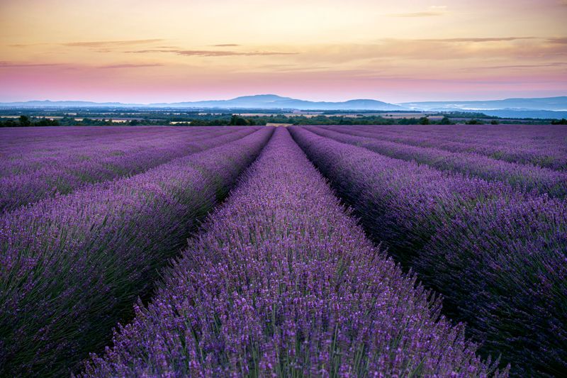 Lavender