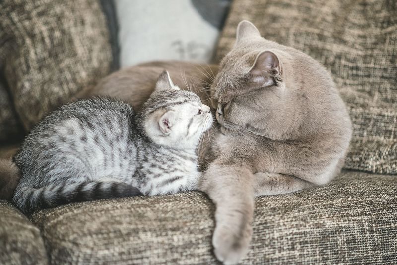 Learning from Each Other