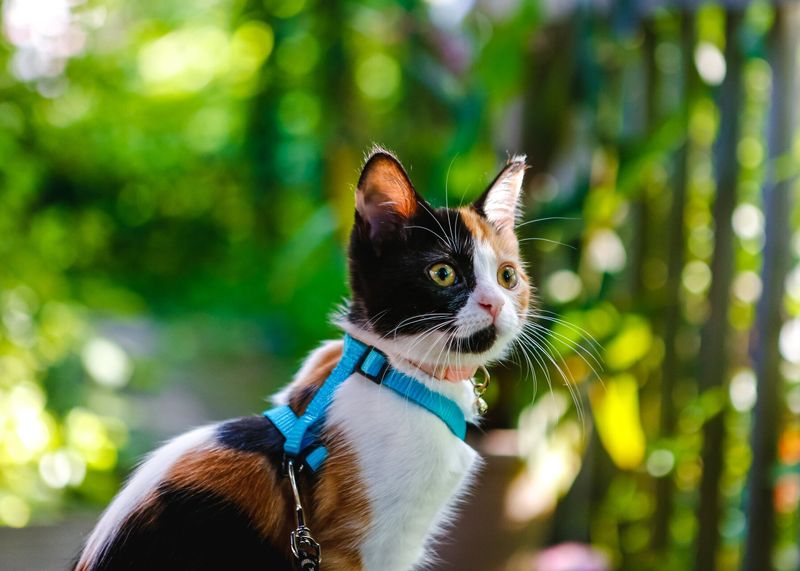 Leash Training for Outdoor Exploration