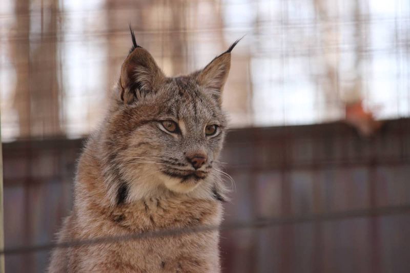 Legal Implications of Owning a Bobcat