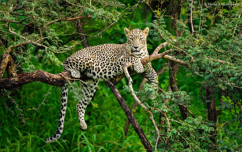 Leopard (Panthera pardus)