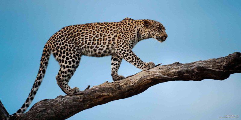 Leopard (*Panthera pardus*)