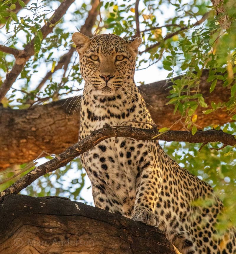 Leopard