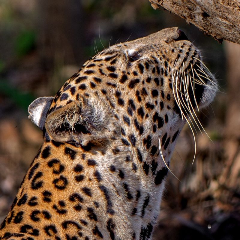 Leopards