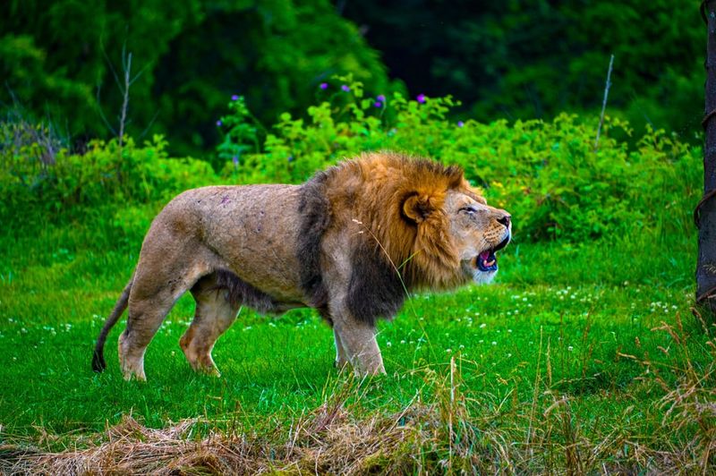 Lion
