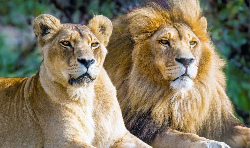 Lion