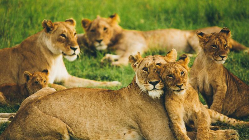 Lions' Cooperative Hunting Strategies in Savannas