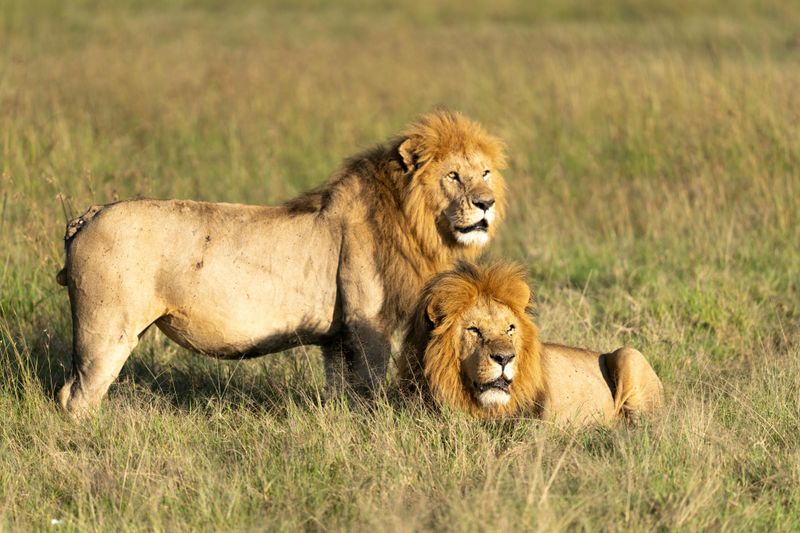 Lions