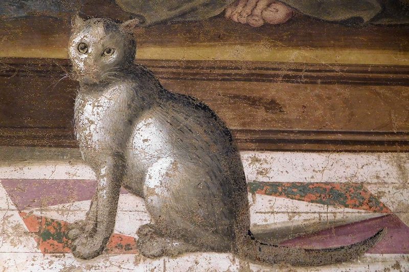 Literary Cats From Poe to Carroll