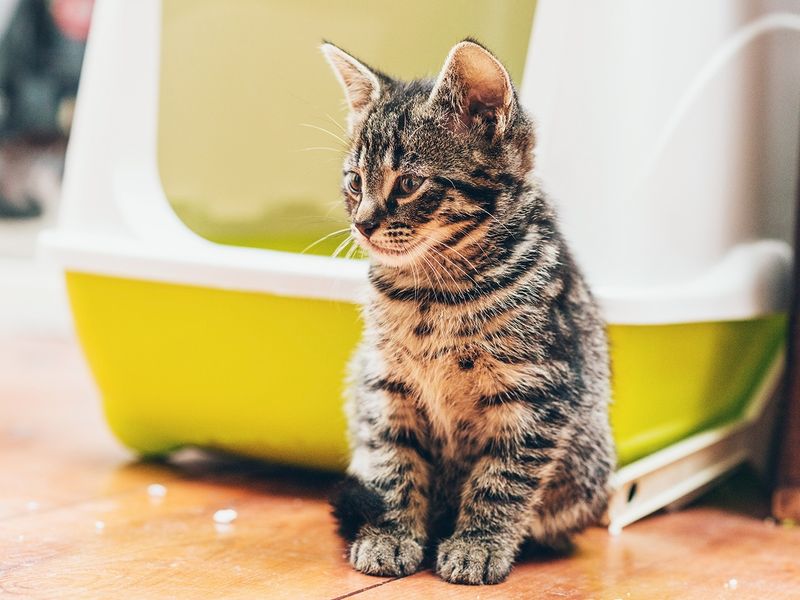 Litter Box Avoidance