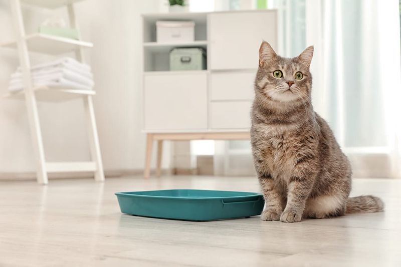 Litter Box Avoidance