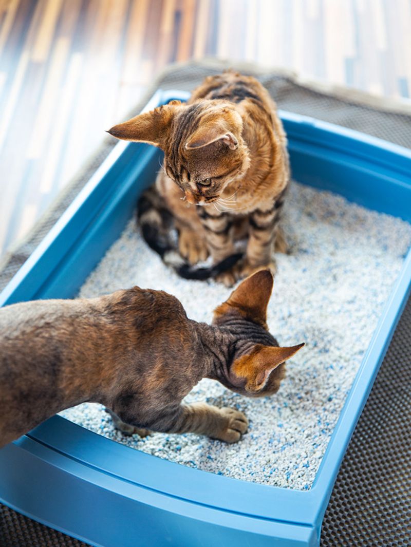 Litter Box Challenges