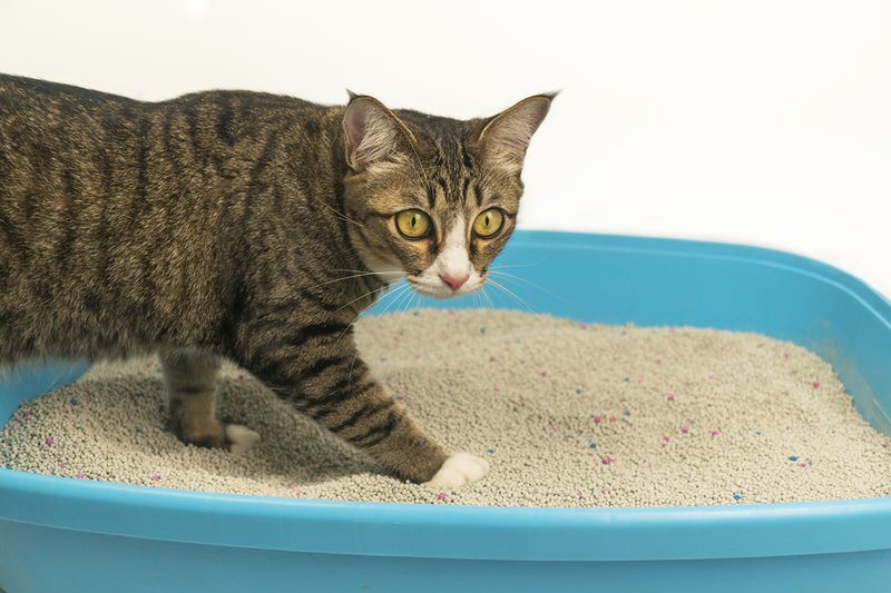 Litter Box Liners Are Necessary