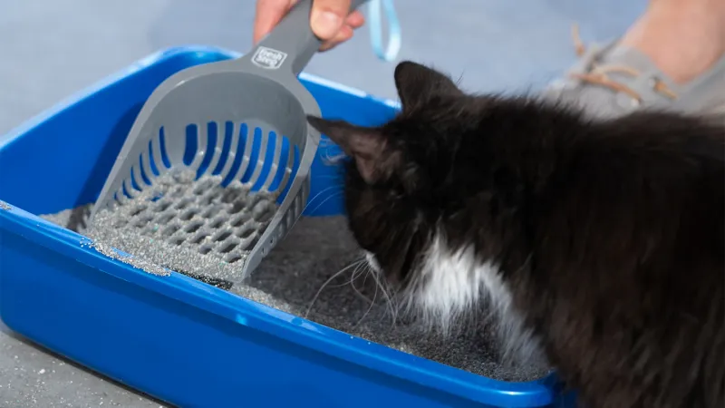 Litter Box Maintenance