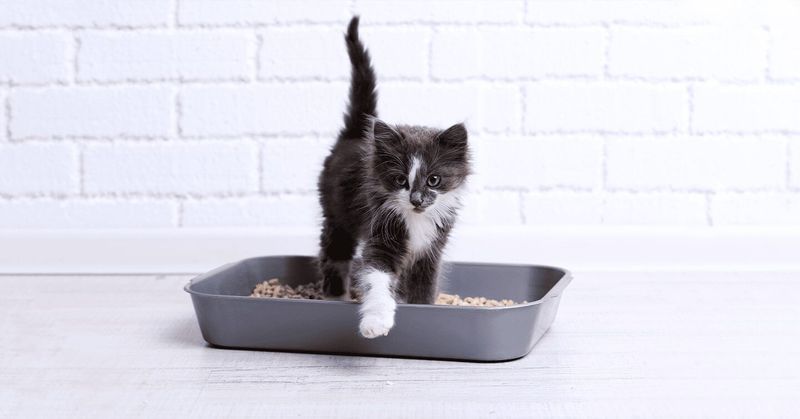 Litter Box Training is Impossible