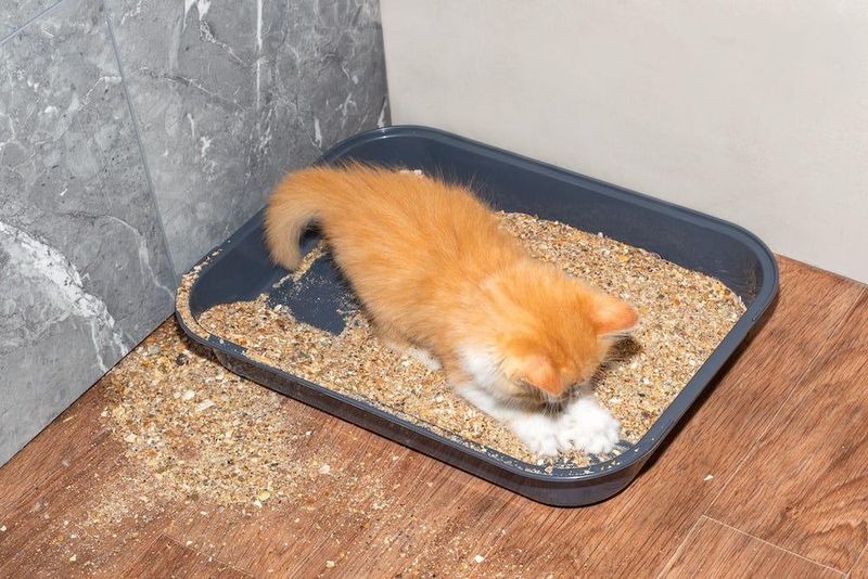 Litter Boxes Only Serve Sanitary Functions