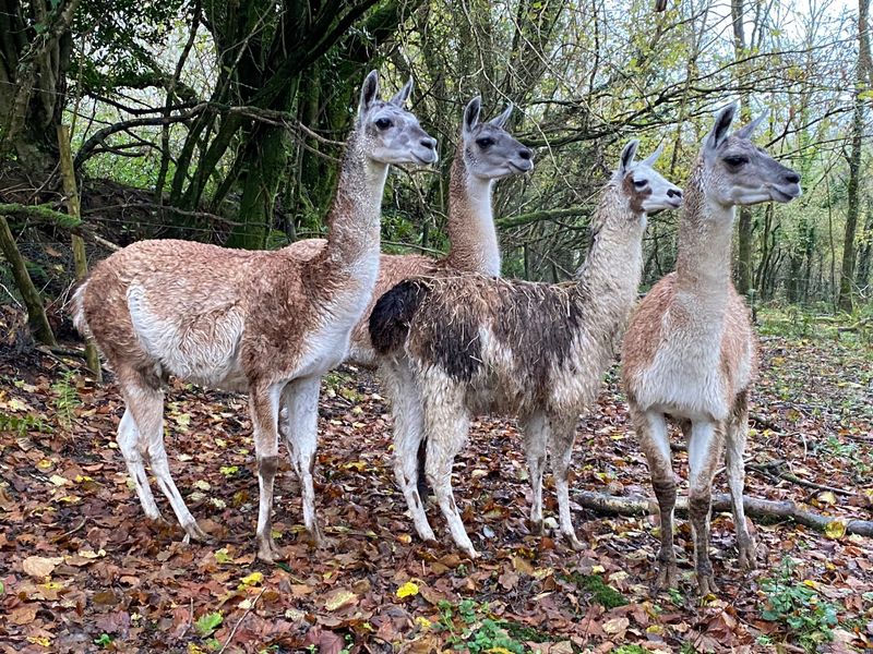 Llamas