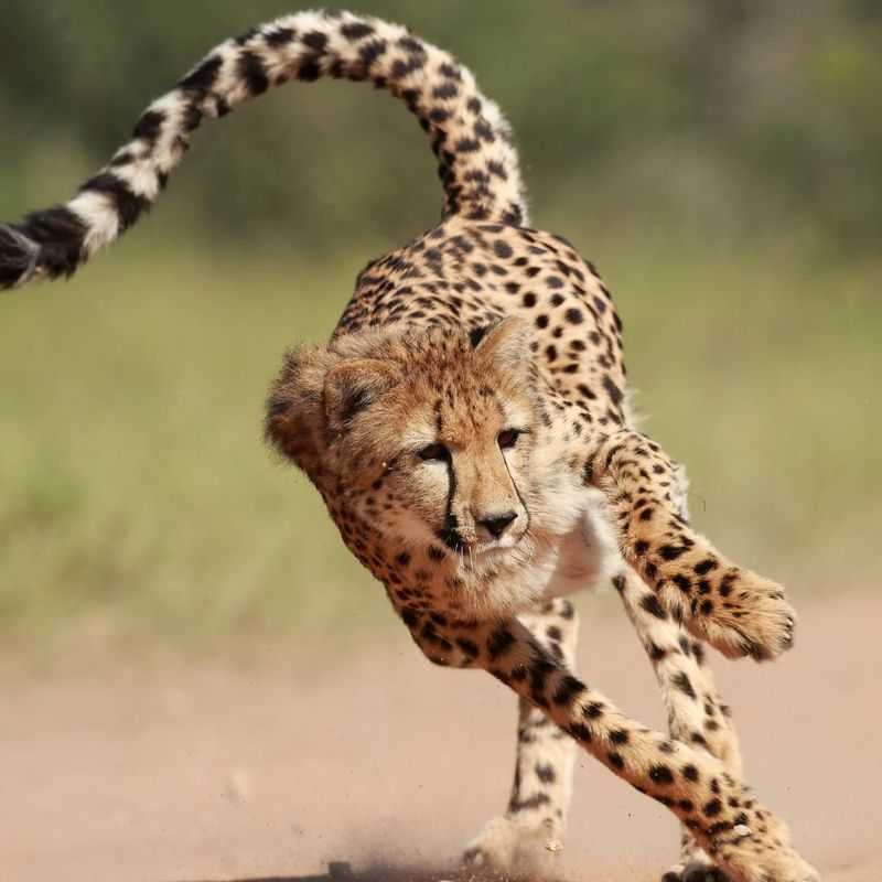 Long Tail for Balance