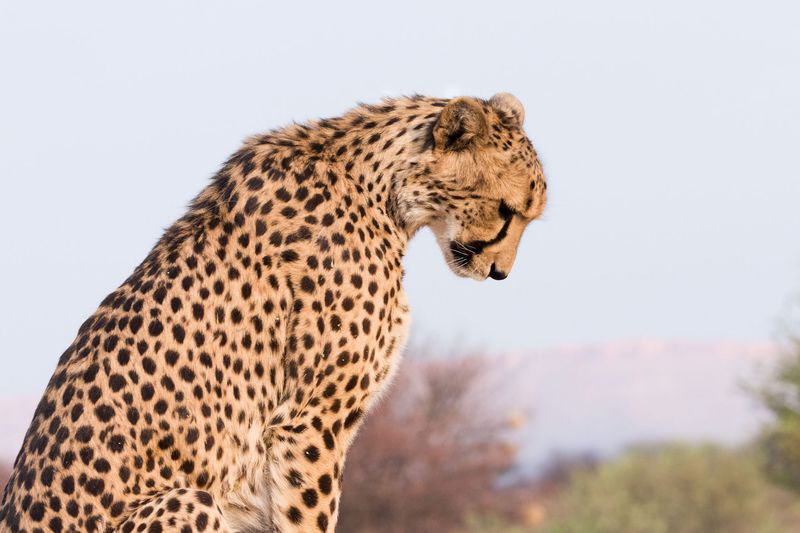Loss of Prey