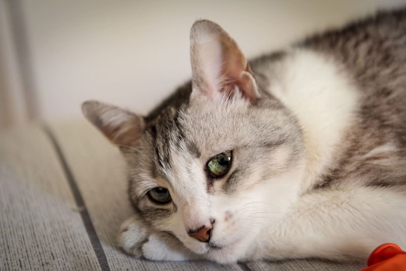Loss of a Companion Affects Cats Deeply