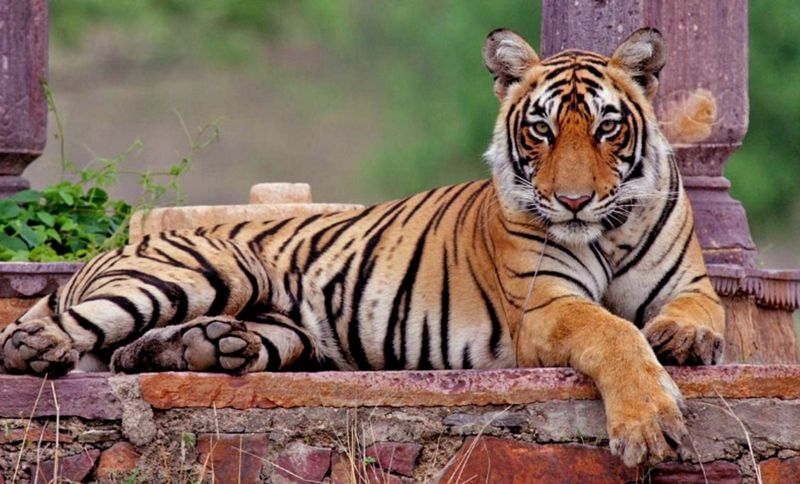 Machali (Tigress)