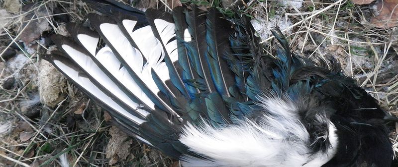 Magpies