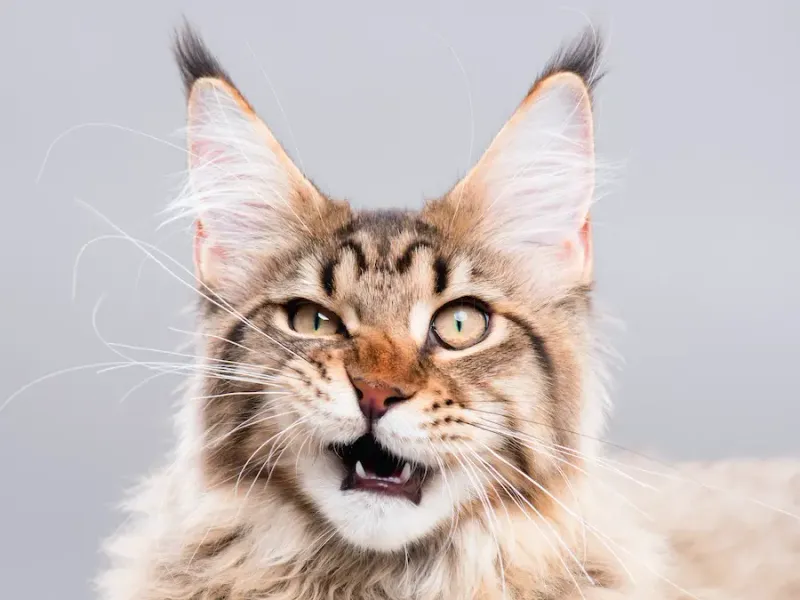 Maine Coon