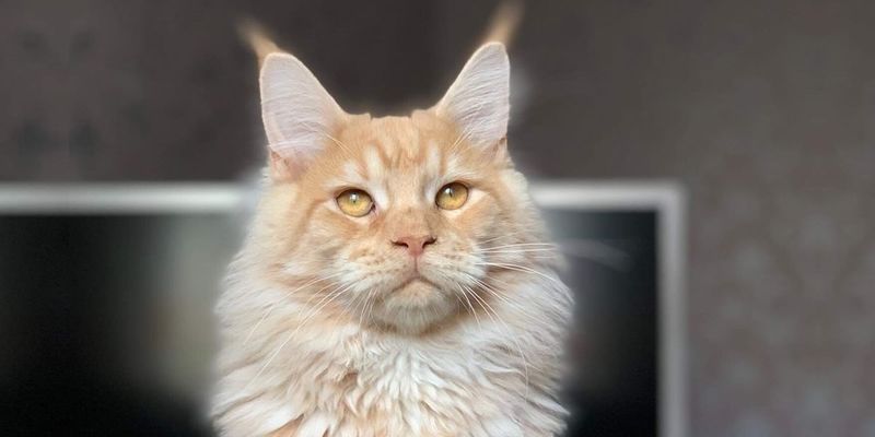 Maine Coon