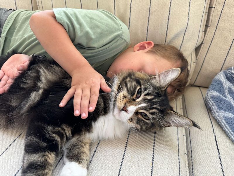 Maine Coon