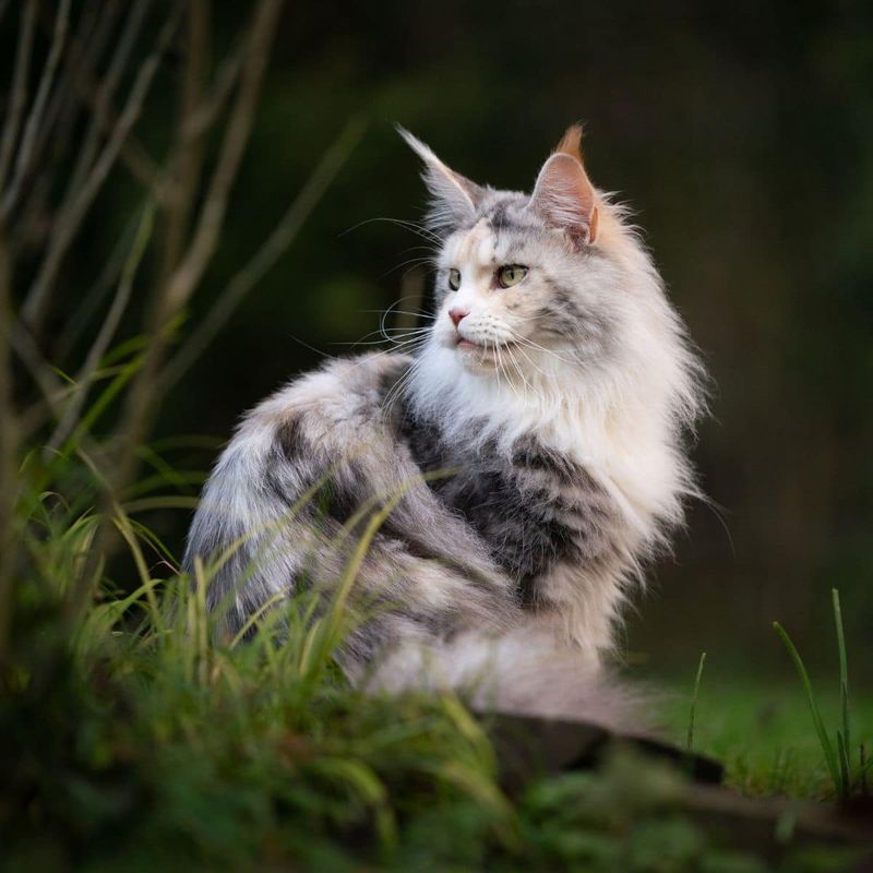 Maine Coon