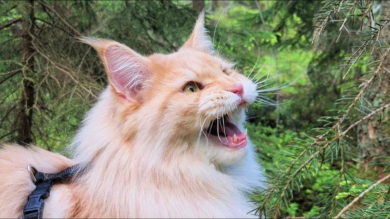 Maine Coon