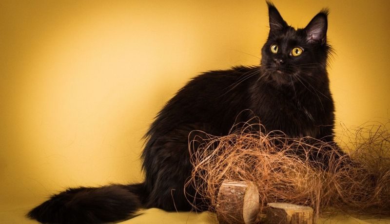 Maine Coon
