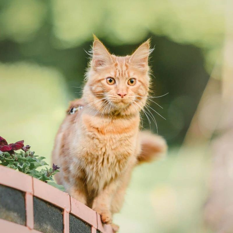 Maine Coon