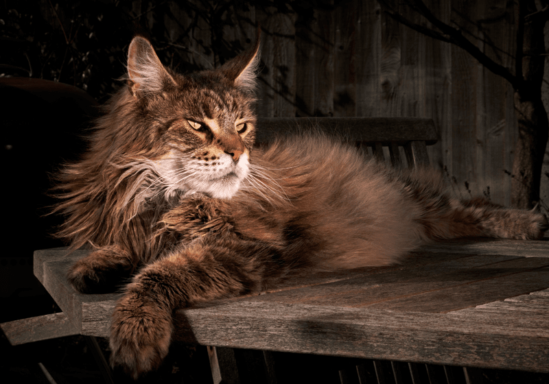 Maine Coon