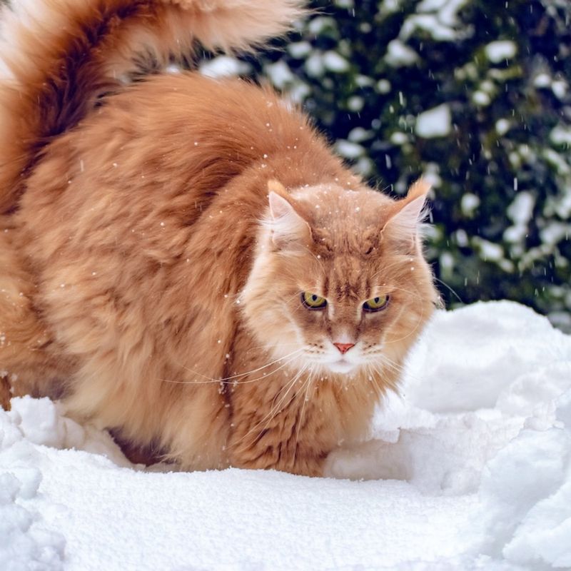 Maine Coon